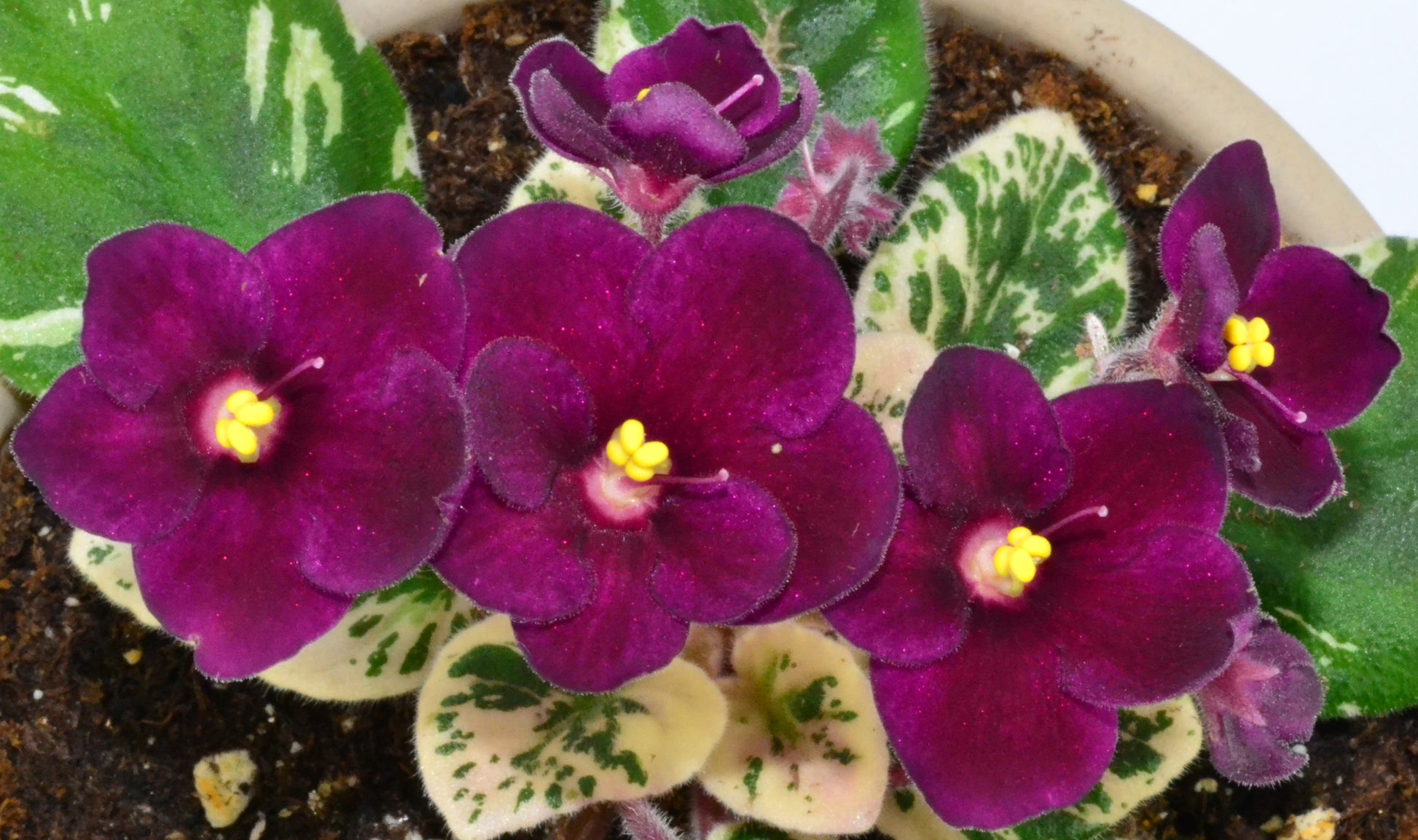 Mini Violet Dark Red Flower Seeds for Planting - Rare Variety
