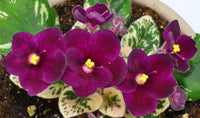 Mini Violet Dark Red Flower Seeds for Planting - Rare Variety
