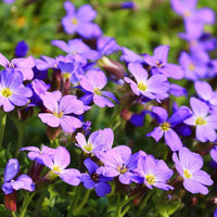 Close-up of Rock Cress multi-colored petals