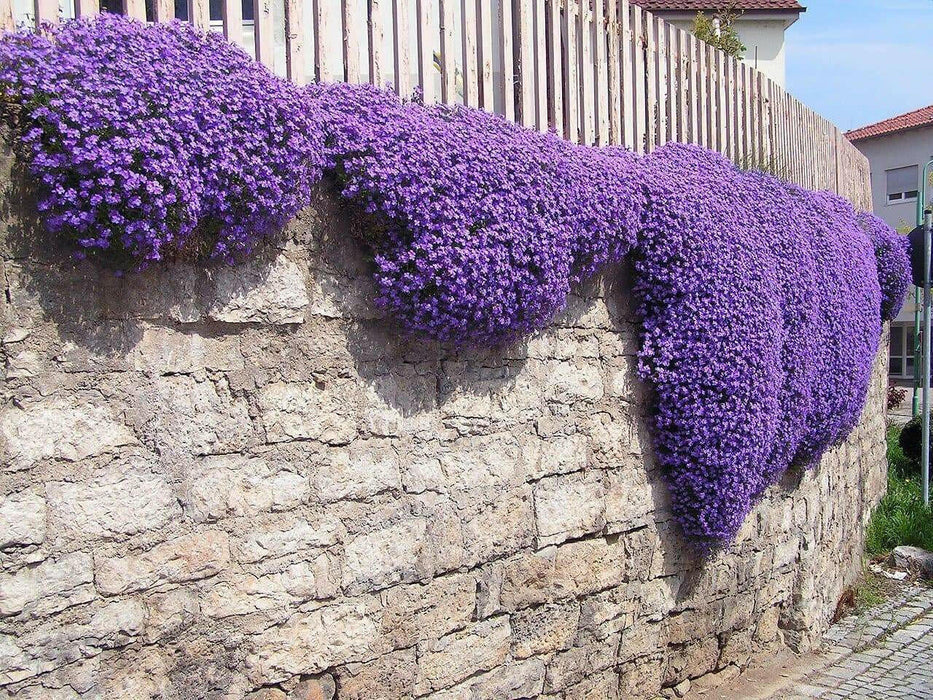 Close-up of Violet Rock Cress flowers