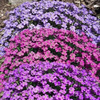 Rock Cress Flower Seeds for Planting