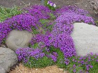 Violet Rock Cress growing along a garden border