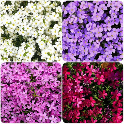 100 Pcs