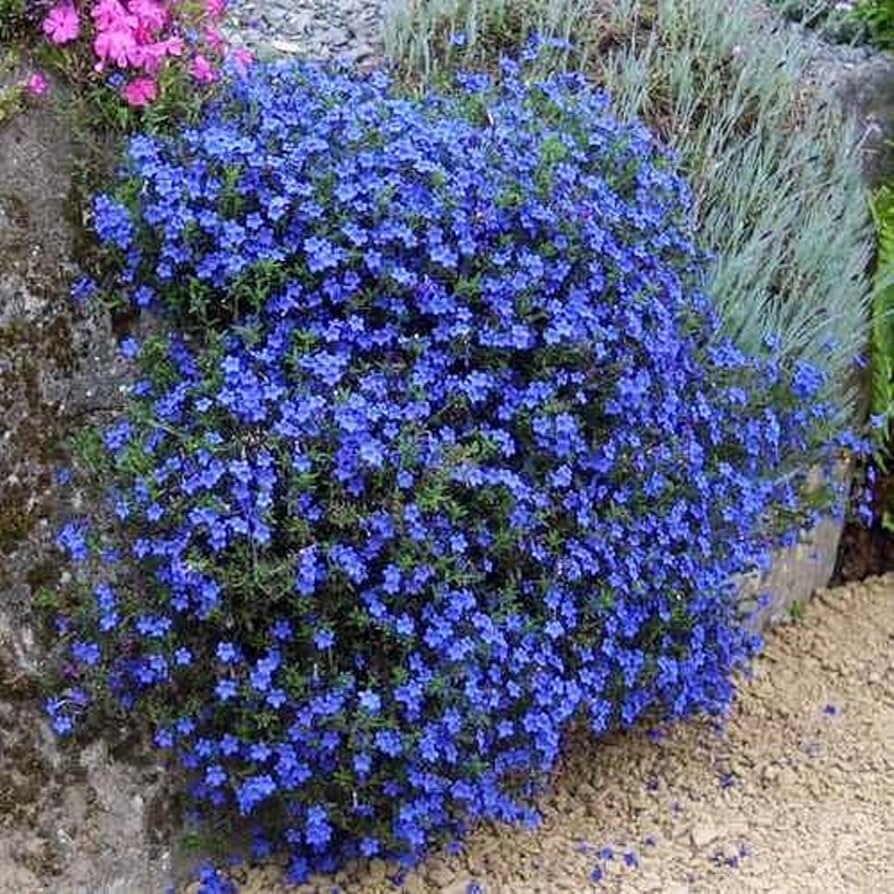 Rock Cress Planting Seeds for Ground Cover