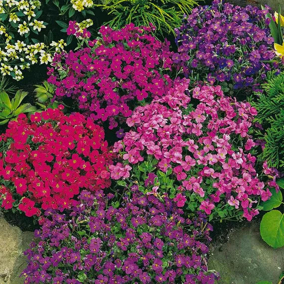 Rock Cress seeds for planting bright red garden flowers