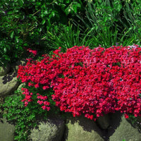 Rock Cress seeds planting and growing guide