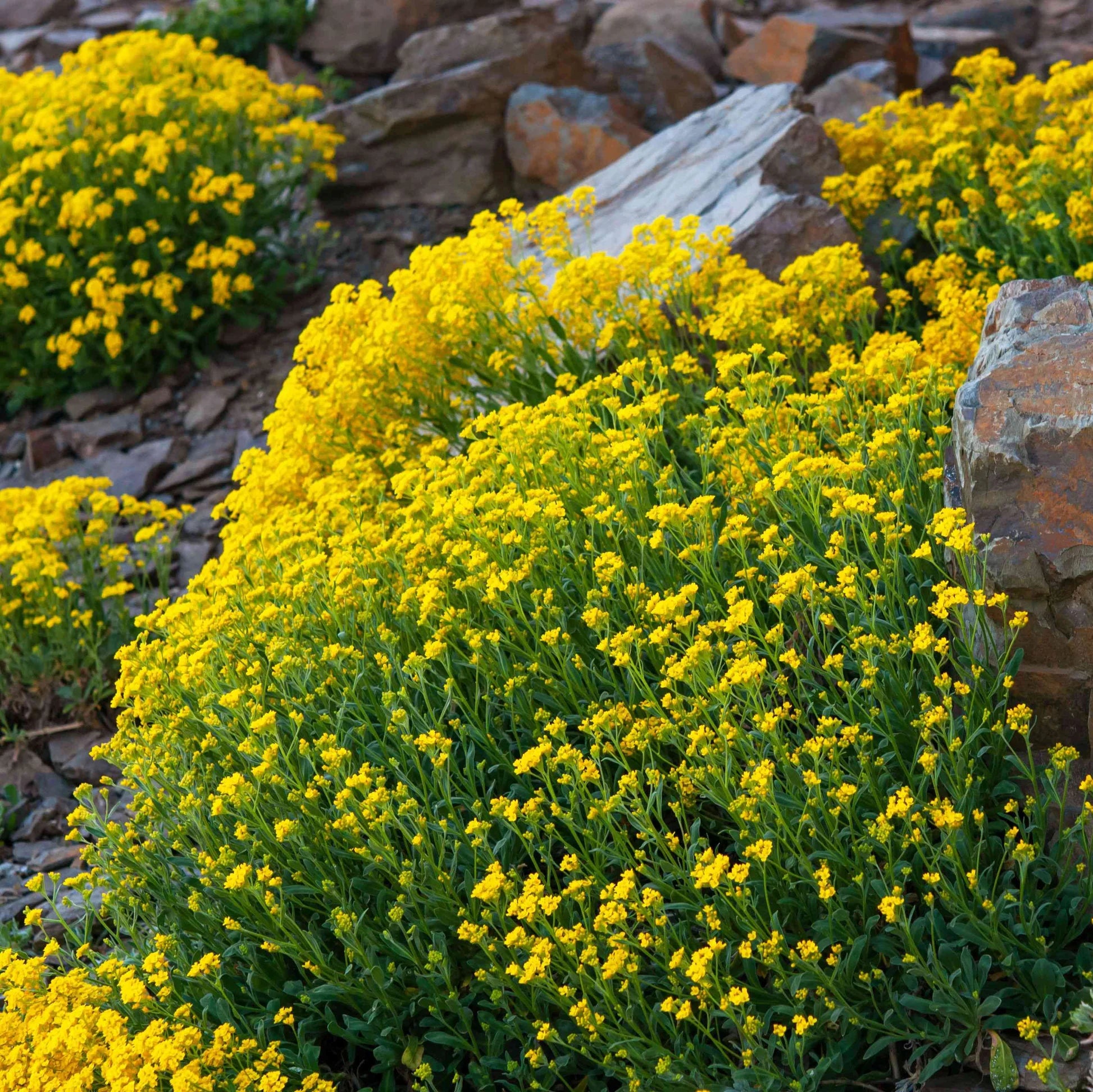 Yellow Rock Cress Flower seeds for Planting Long Bloom Season Heirloom & GMO Free Seeds for Home Garden 
 
 Sale
