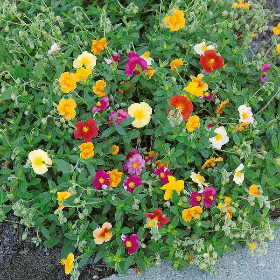Mixed Helianthemum Mutabile Flower Planting Seeds  Bright & Colorful Annuals for Your Garden