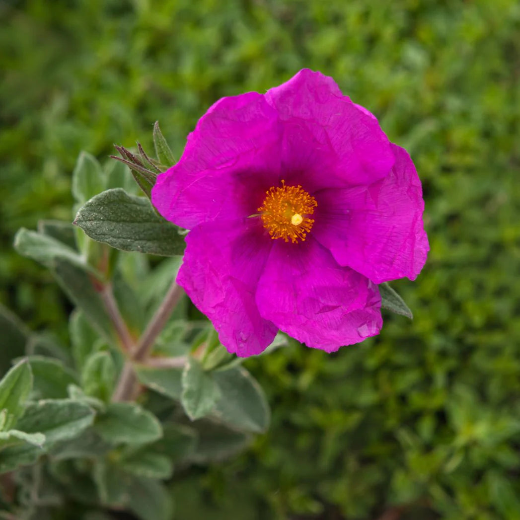 Rock Rose Flower seeds for Planting Pollinator Friendly Heirloom & GMO Free Seeds for Home Garden