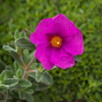 Rock Rose Flower seeds for Planting Pollinator Friendly Heirloom & GMO Free Seeds for Home Garden