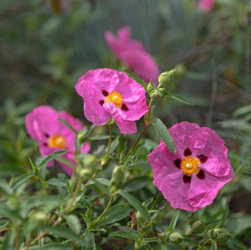 Tauric Rock Rose Helianthemum tauricum Flower Seeds for Planting in Rock Garden