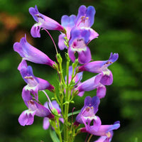 Blue Penstemon Barbatus Flower Seeds for Easy Planting