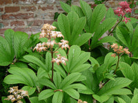 Brown Rodgersia Henrici Flower seeds for Planting - Premium Quality, Heirloom & GMO Free Seeds for Home Garden