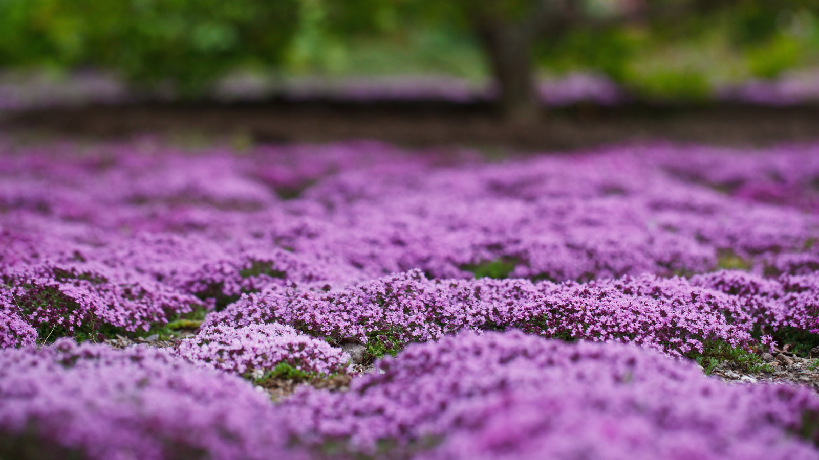 Creeping Thyme Planting Seeds  Perfect Ground Cover Flowers