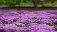 Creeping Thyme Planting Seeds  Perfect Ground Cover Flowers