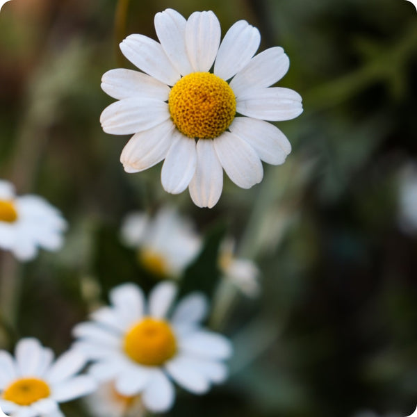 Roman Chamomile seeds Chamaemelum nobile creeping daisy flowers
