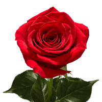 Romantic Red Roses in Full Bloom