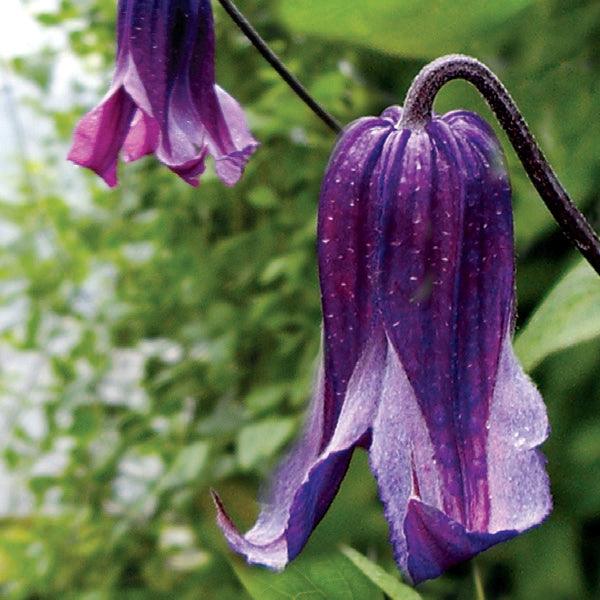 Clematis 'Rooguchi' Clematis spp Flower Seeds for Planting in Garden