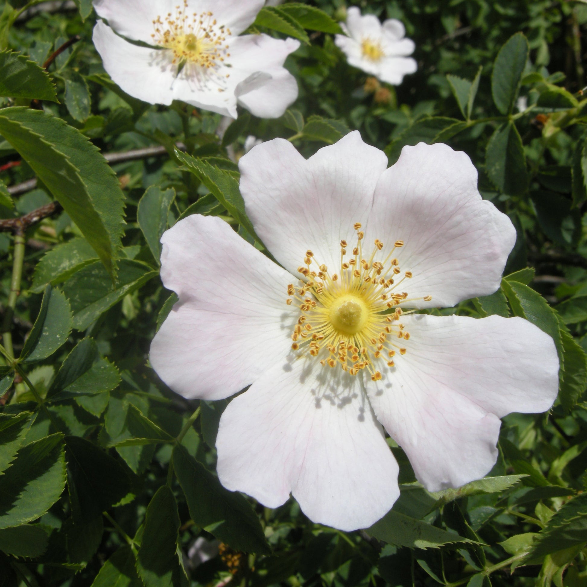 White Rosa Canina Flower seeds for Planting - Sun Loving, Heirloom & GMO Free Seeds for Home Garden