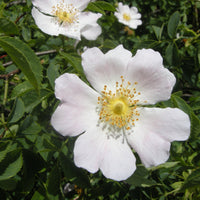 White Rosa Canina Flower seeds for Planting - Sun Loving, Heirloom & GMO Free Seeds for Home Garden