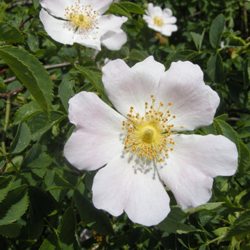White Rosa Canina Flower seeds for Planting - Sun Loving, Heirloom & GMO Free Seeds for Home Garden