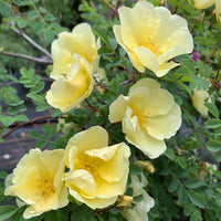 Yellow Manchu Rose Flower Seeds Planting