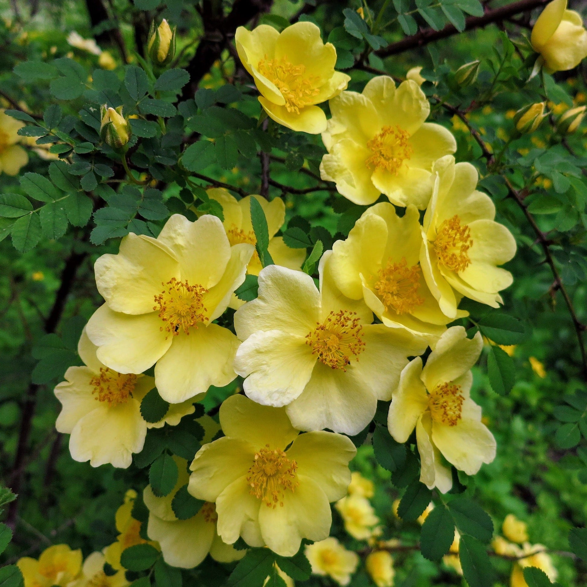 Yellow Hugo Rose Flower Seeds Planting
