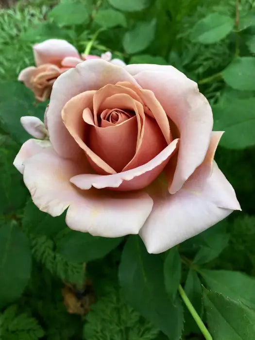 Unique Rose Brown Flowering  Seeds For Planting and Gardening vibes