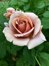 Unique Rose Brown Flowering  Seeds For Planting and Gardening vibes
