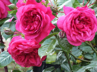Dark Pink Double Petal English Rose Flower Seeds for Planting Shade Tolerant Heirloom & GMO Free Seeds for Home Garden
 
 Sale