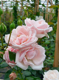 Pale Pink Climbing Rose Flower seeds for Planting - Drought Tolerant, Heirloom & GMO Free Seeds for Home Garden