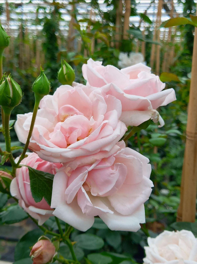 Pink Dawn Rose Flower seeds for Planting - Perfect for Borders, Heirloom & GMO Free Seeds for Home Garden