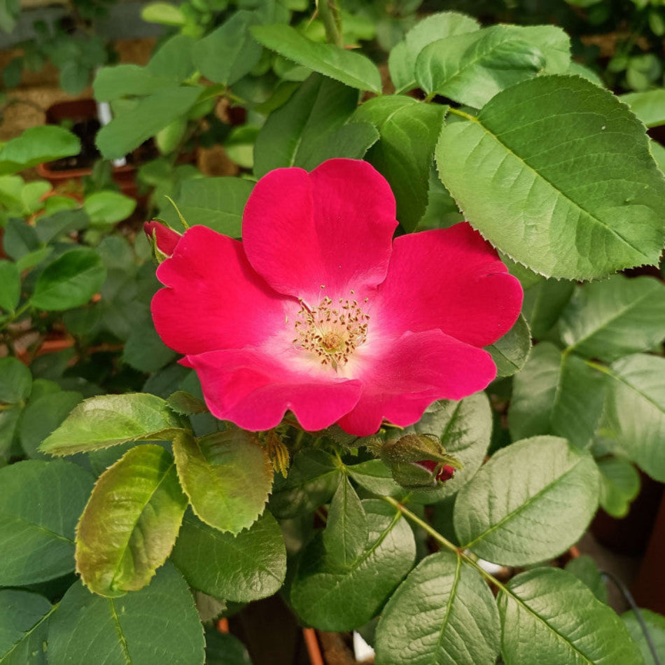 Red Rugosa Rose Flower seeds for Planting - Perfect for Borders, Heirloom & GMO Free Seeds for Home Garden