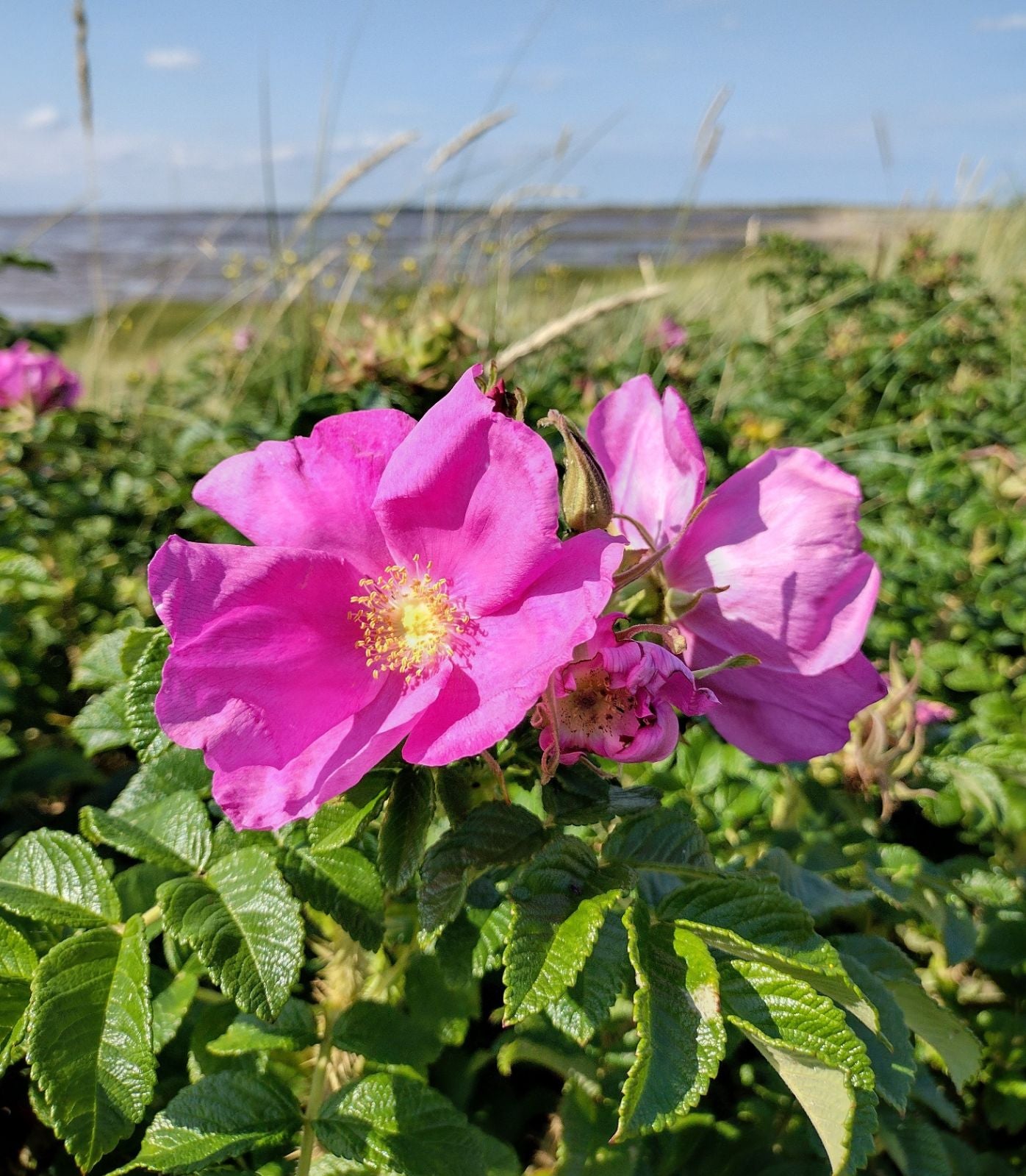 Rosa Rugosa Pink Rose Seeds