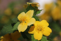 Rosa Xanthina Flower seeds for Planting Garden Favorite Heirloom & GMO Free Seeds for Home Garden