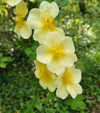 Yellow Xanthina Flower Seeds Planting Guide