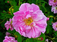 Rosa Damascena Flower seeds for Planting Shade Tolerant Heirloom & GMO Free Seeds for Home Garden
 
 Sale
