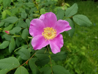Pink Rugosa Flower seeds for Planting - Perfect for Borders, Heirloom & GMO Free Seeds for Home Garden