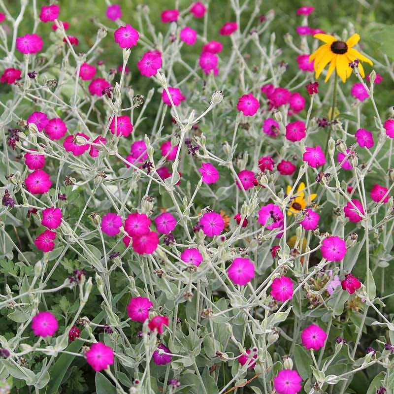 Pink Rose Campion Flower seeds for Planting - Perfect for Borders, Heirloom & GMO Free Seeds for Home Garden