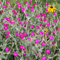 Pink Rose Campion Flower seeds for Planting - Perfect for Borders, Heirloom & GMO Free Seeds for Home Garden