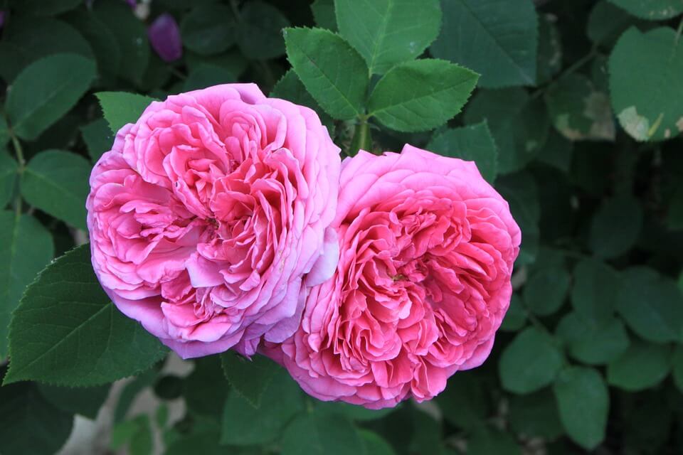 Rosa Damascena Flower seeds for Planting Shade Tolerant Heirloom & GMO Free Seeds for Home Garden
 
 Sale