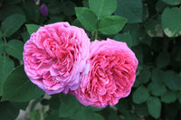Rosa Damascena Flower seeds for Planting Shade Tolerant Heirloom & GMO Free Seeds for Home Garden
 
 Sale