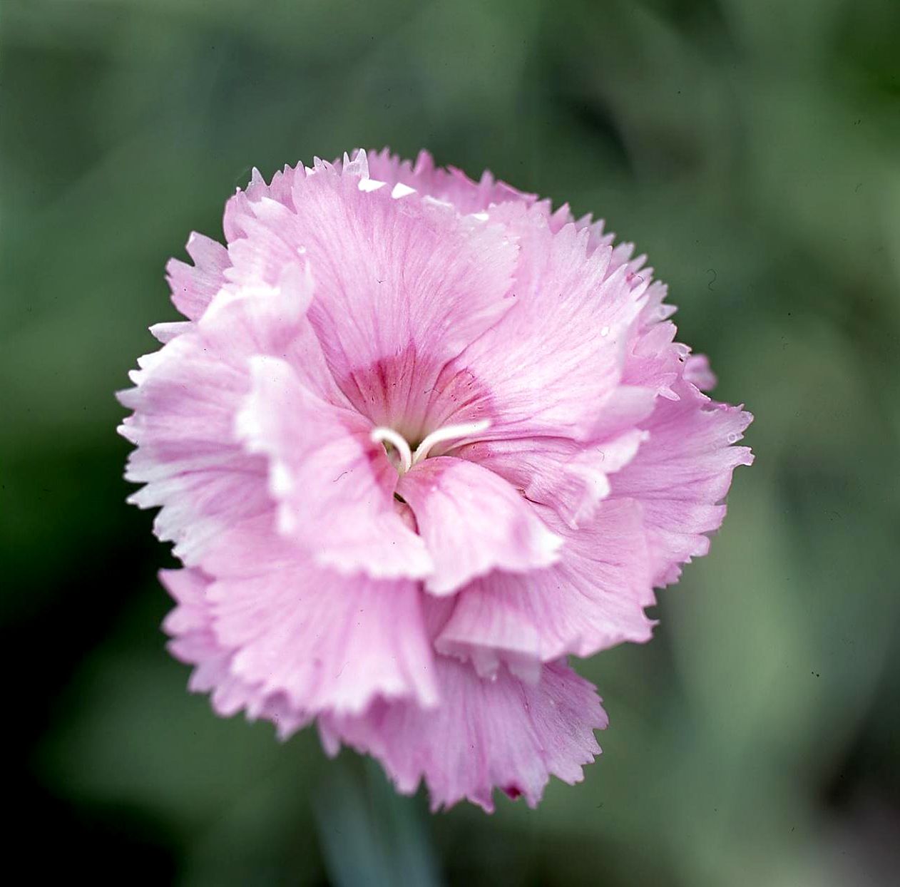 Light Pink Dianthus Flower seeds for Planting - Hardy Variety, Heirloom & GMO Free Seeds for Home Garden