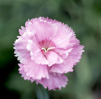 Light Pink Dianthus Flower seeds for Planting - Hardy Variety, Heirloom & GMO Free Seeds for Home Garden