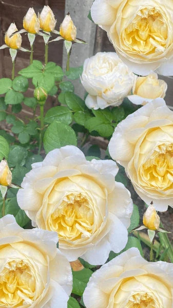 Cream Climbing Perennial Rose Flower Seeds for Planting Cut Flower Favorite Heirloom & GMO Free Seeds for Home Garden
 
 Sale