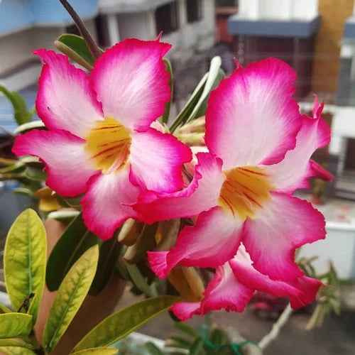 Adenium Obesum Flower seeds for Planting - Garden Favorite, Heirloom & GMO Free Seeds for Home Garden