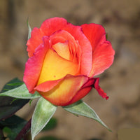 Yellow Red Rose Flower seeds for Planting - Hardy Variety, Heirloom & GMO Free Seeds for Home Garden
 
 Sale for planting in home garden
