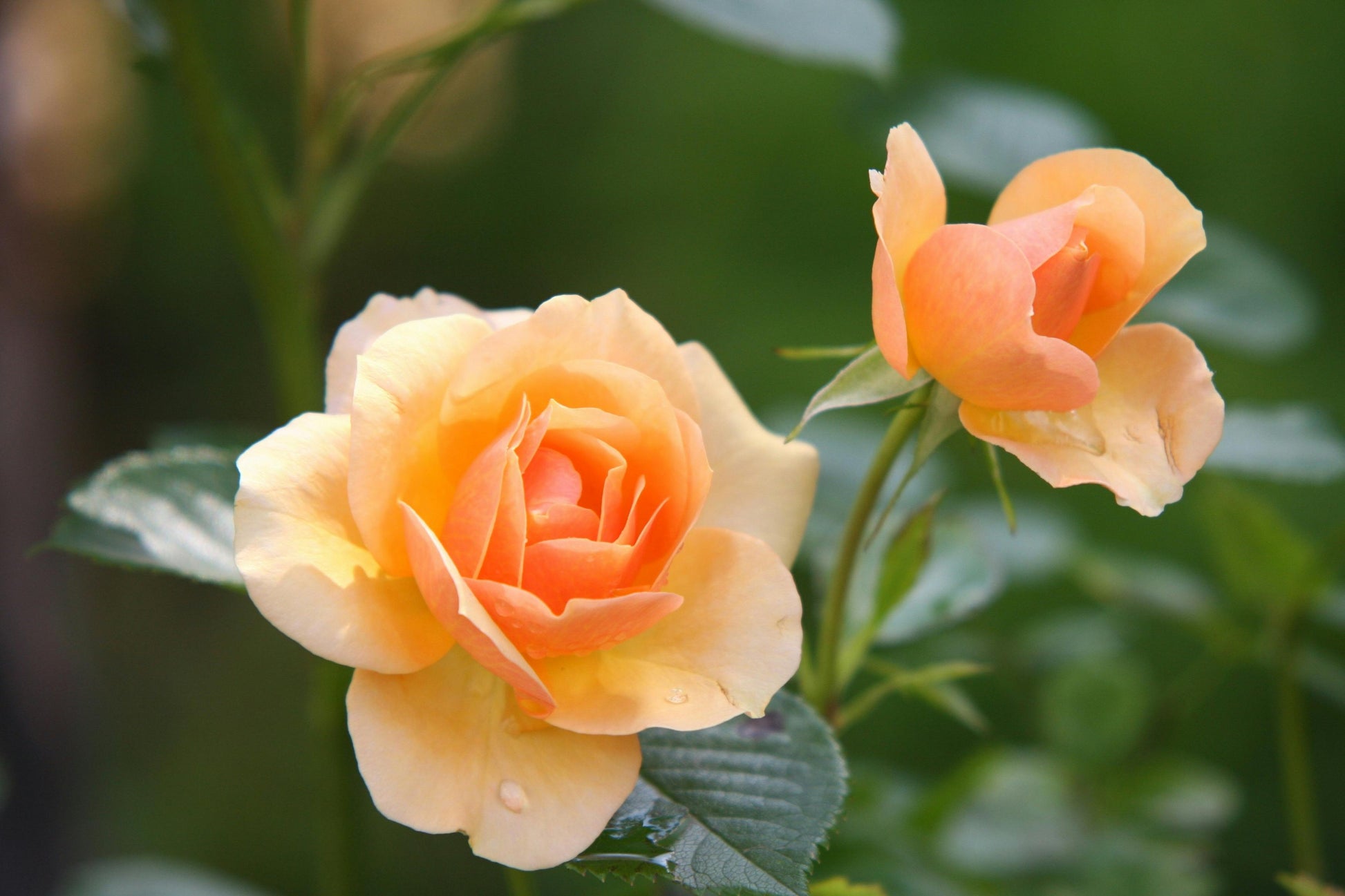 Light Orange Rose Flower seeds for Planting - Sun Loving, Heirloom & GMO Free Seeds for Home Garden