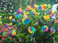 Close-Up of Multi-Colour Rose Flower Mix