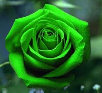 Rose Flower Seeds for Easy Planting